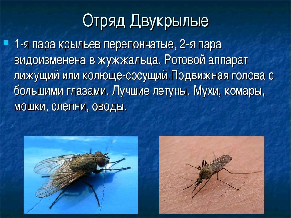 Мухи комары текст. Презентация отряд Двукрылые комары. Отряд Двукрылые представители. Характеристика крыльев двукрылых. Строение крыльев двукрылых насекомых.