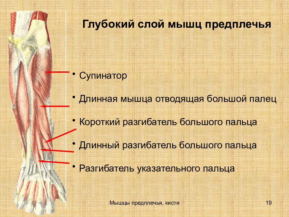 Мышцы предплечья и кисти