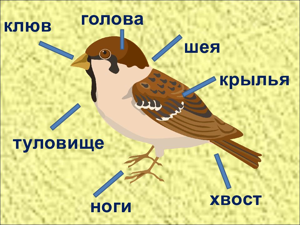 Тест по теме птицы презентация