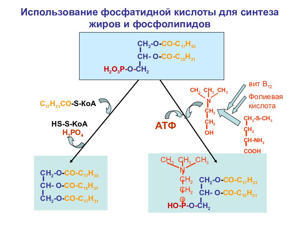 Синтез фосфолипидов схема