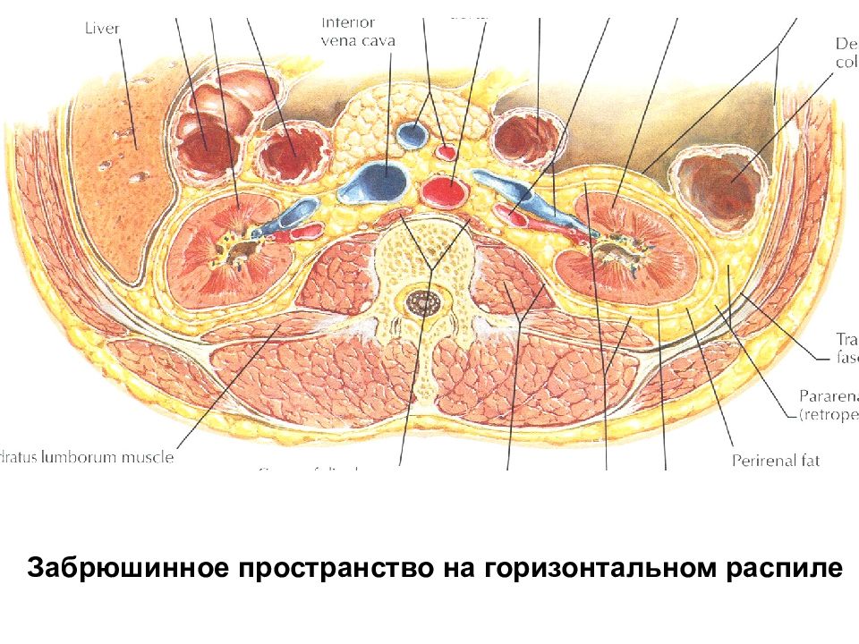 Брюшное и забрюшинное пространство. Забрюшинное пространство стенки. Фасции забрюшинного пространства схема г г Стромберга. Клетчатка забрюшинного пространства. Брюшная полость и забрюшинное пространство границы.