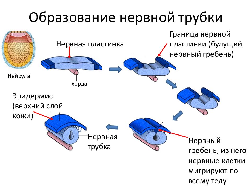 Нервная трубка расположена