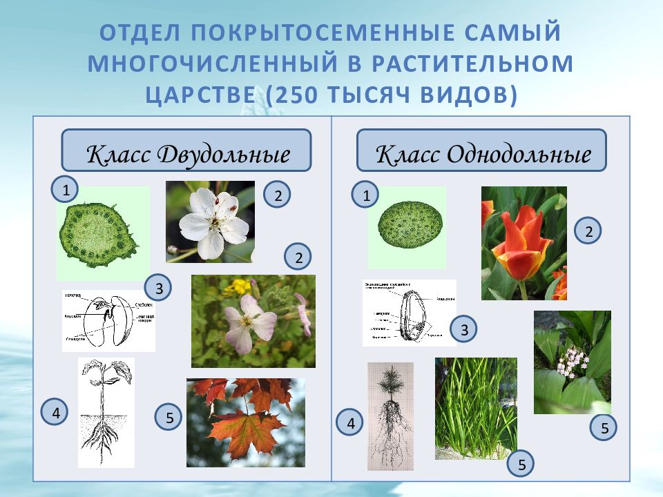 Классификация покрытосеменных растений схема