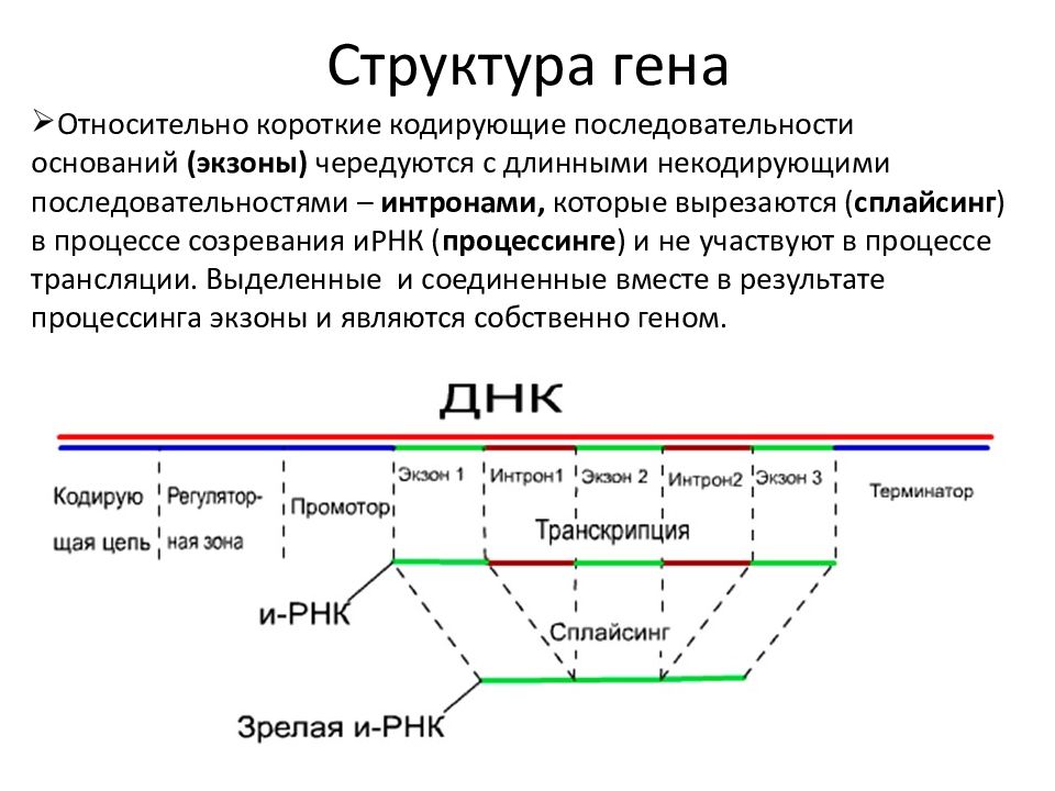 Современное представление о гене схема