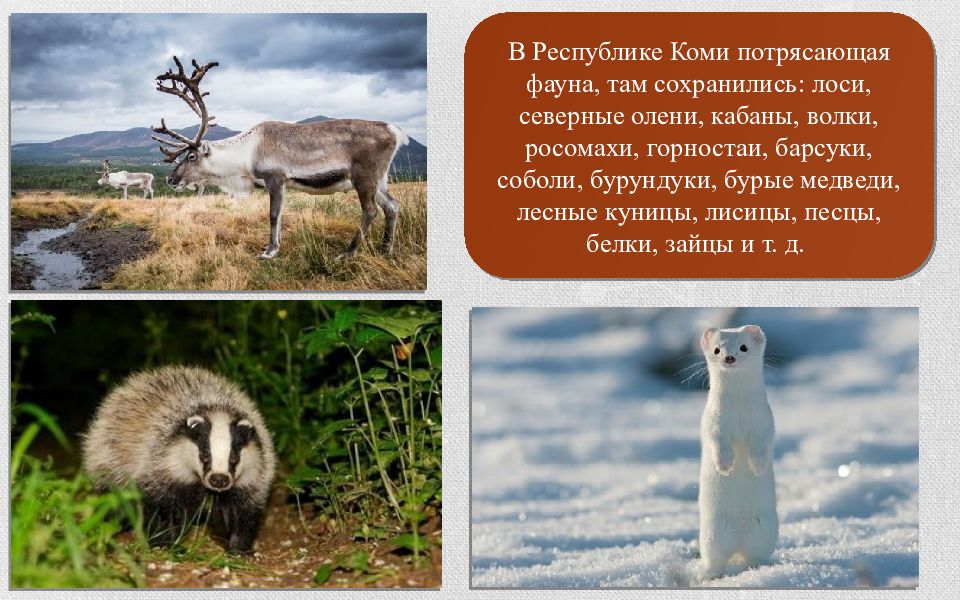 Звери коми. Животный мир Коми. Растительный и животный мир Республики Коми. Животные Республики Коми презентация. Животный мир Республики Коми презентация.