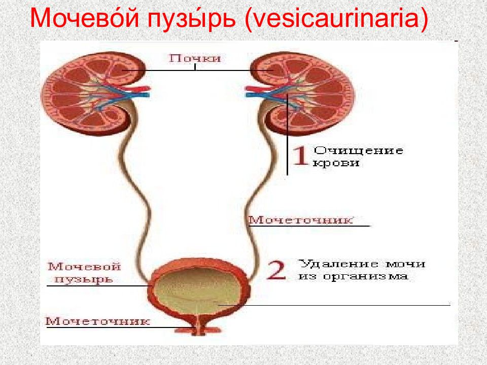 Физиология мочевыделительной системы презентация