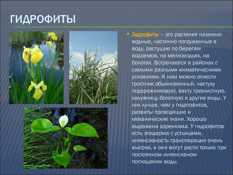 Экологическая группа гидрофиты. Растения водных мест обитания-гидрофиты. 2) Гидрофиты. Гидрофиты приспособления. Гидрофиты описание.