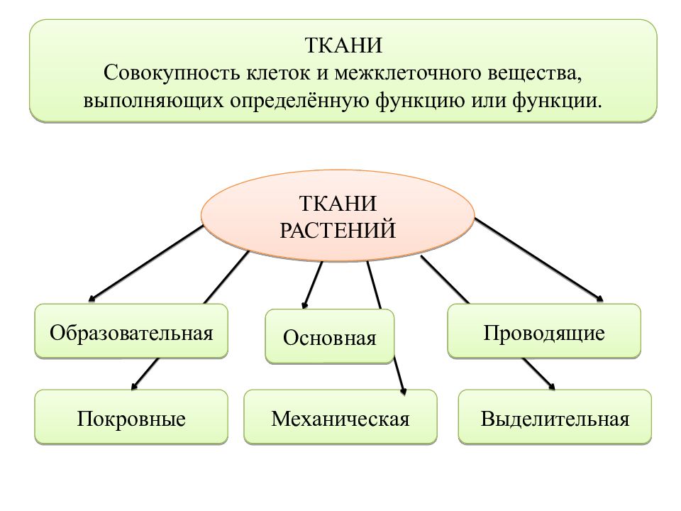 Ткань это совокупность. Совокупность клеток и межклеточного вещества. Совокупность клеток выполняющая определенную роль. Совокупность тканей растения. Группа клеток выполняющая определенную функцию
