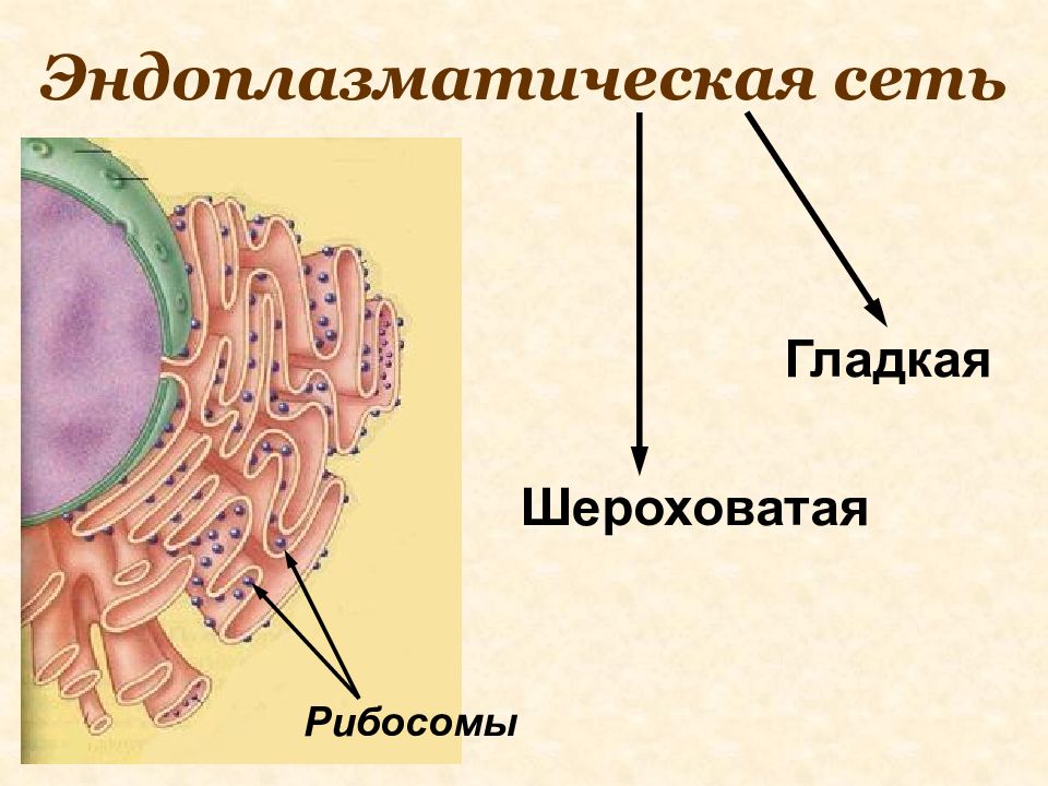 Эндоплазматическая сеть имеющая рибосомы