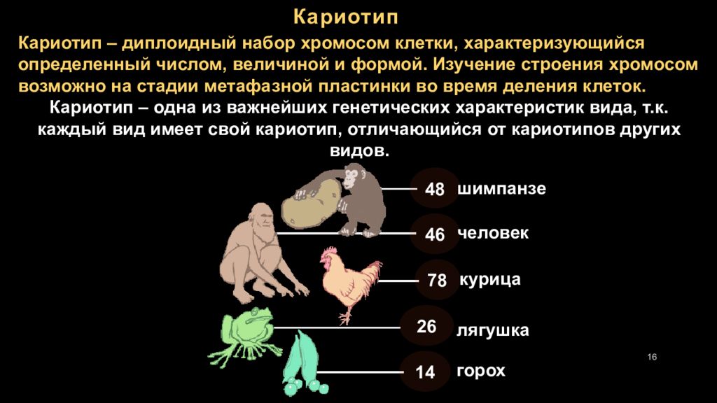 У шимпанзе в соматических клетках 48. Кариотип человека диплоидный набор хромосом. Кариотип половых клеток. Диплоидный набор хромосом кариотип. Набор хромосом у лягушки.