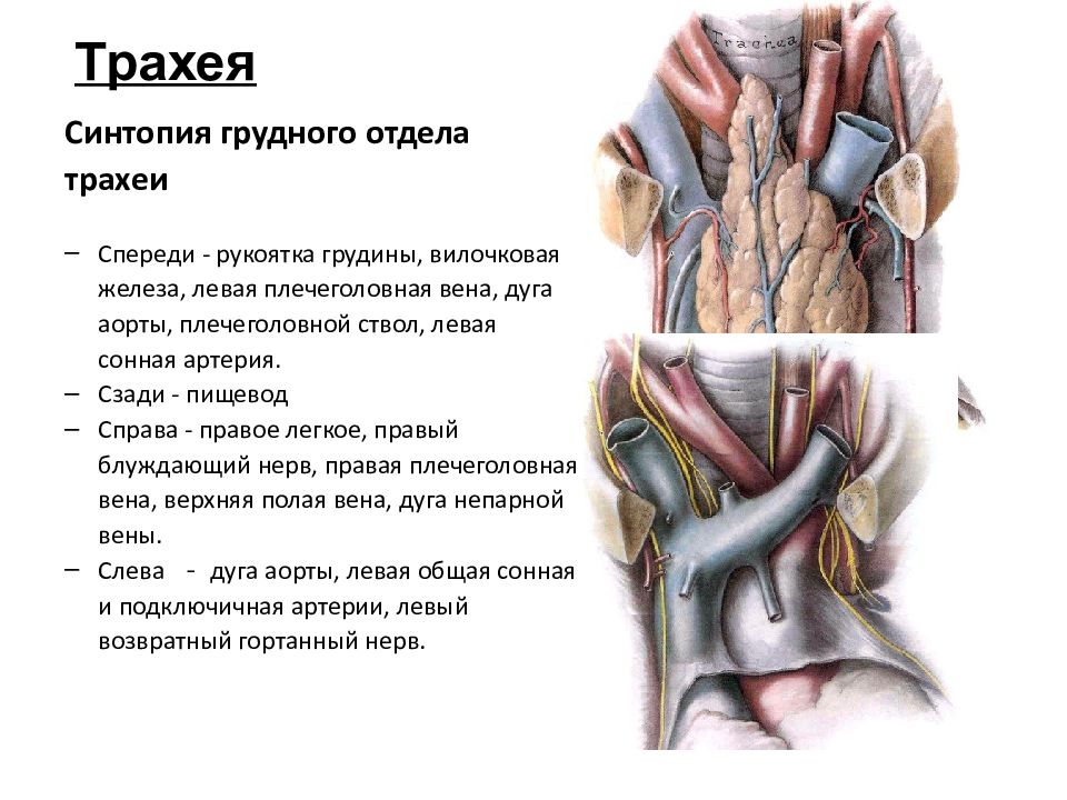 Синтопия скелетотопия. Скелетотопия трахеи. Топография шейной части трахеи. Синтопия голотопия трахеи.