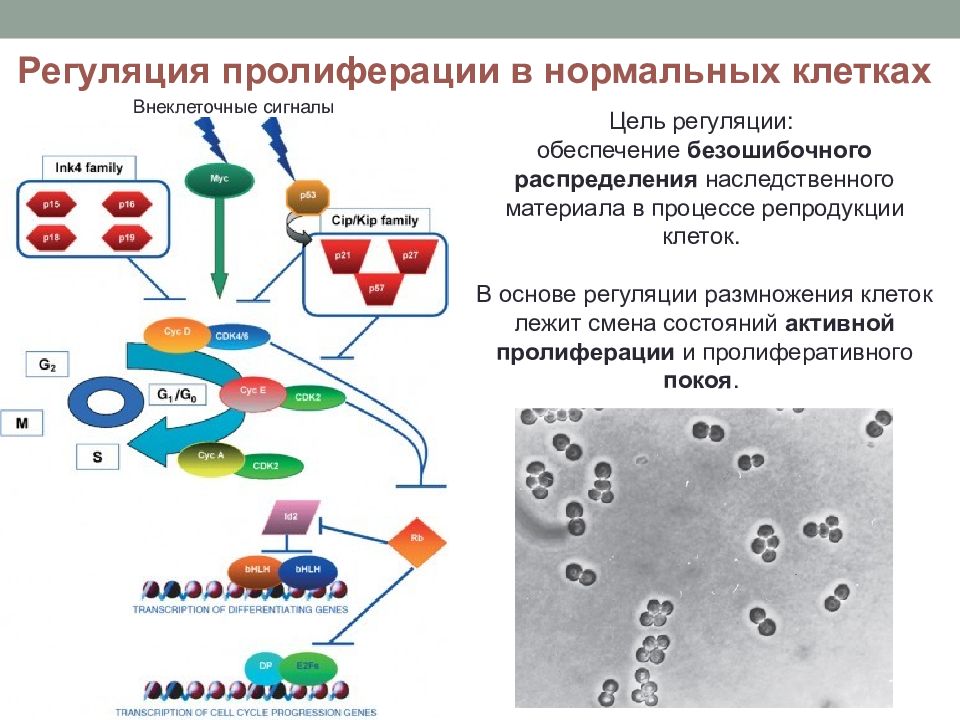 Репродукция клеток. Процессы пролиферации и роста клеток и их регуляция. Пролиферация клеток механизм. Механизм регуляции пролиферации клеток. Клетки, участвующие в пролиферации - это.