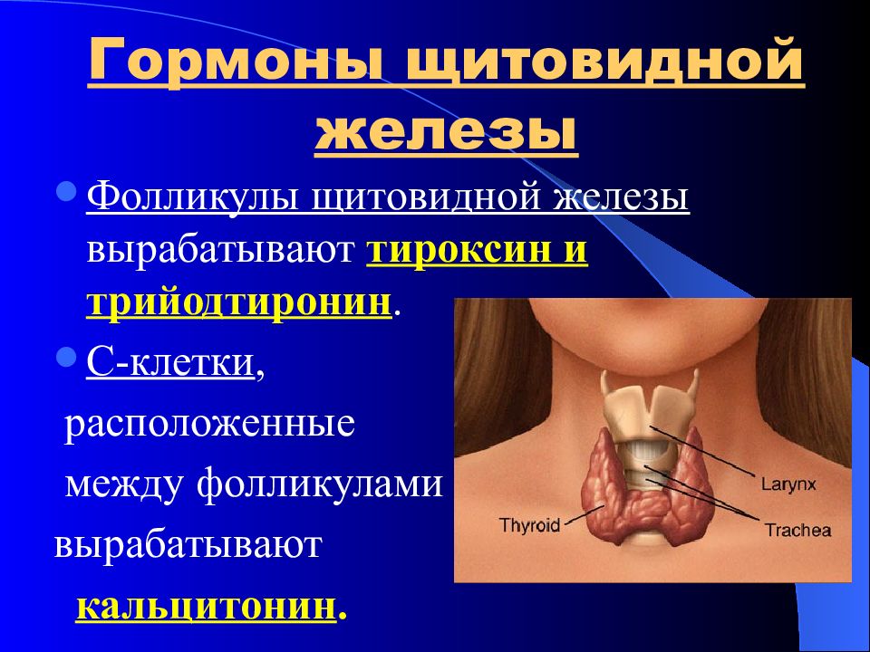 Установи рисунок на котором изображена железа вырабатывающая гормон тироксин