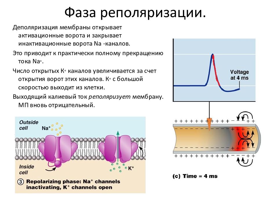 Деполяризация мембраны клетки. Деполяризация плазматической мембраны. Реполяризация мембраны это в физиологии. Деполяризация и реполяризация мембраны. Процессы деполяризации на ЭКГ.