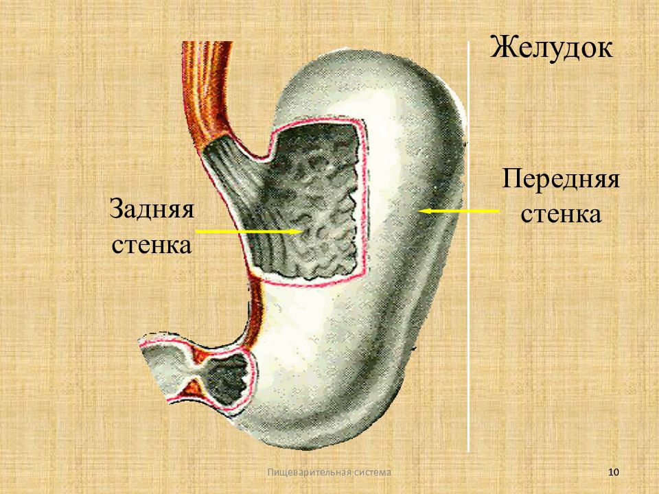 Где задняя и передняя