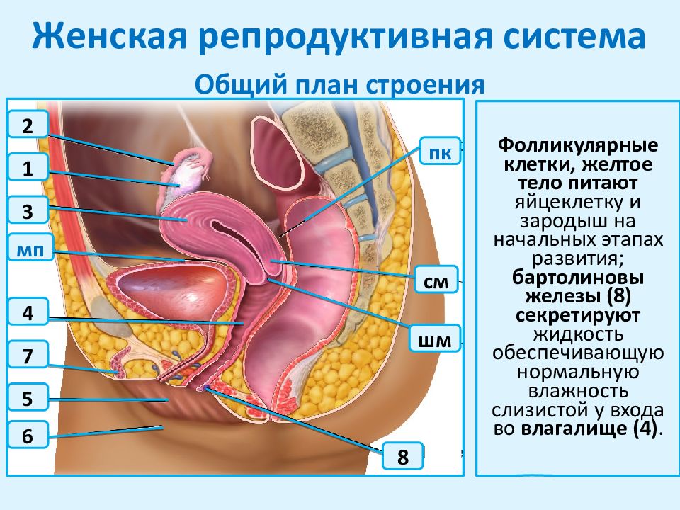 Общий план строения органа