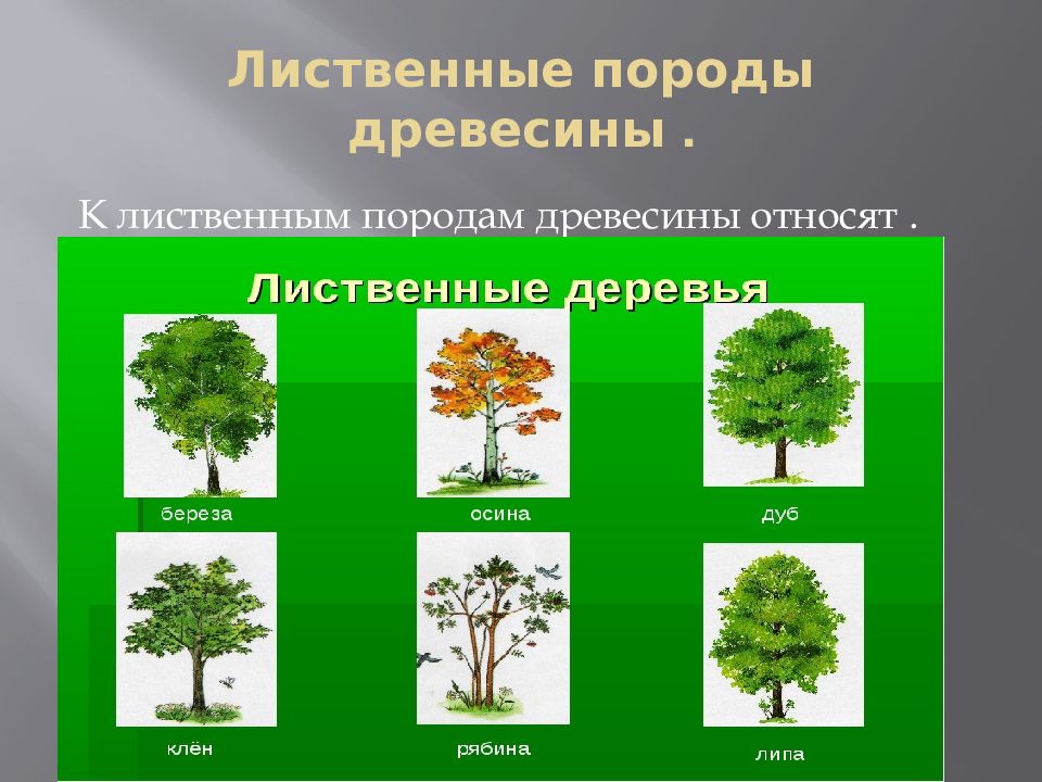 Лиственные породы древесины презентация