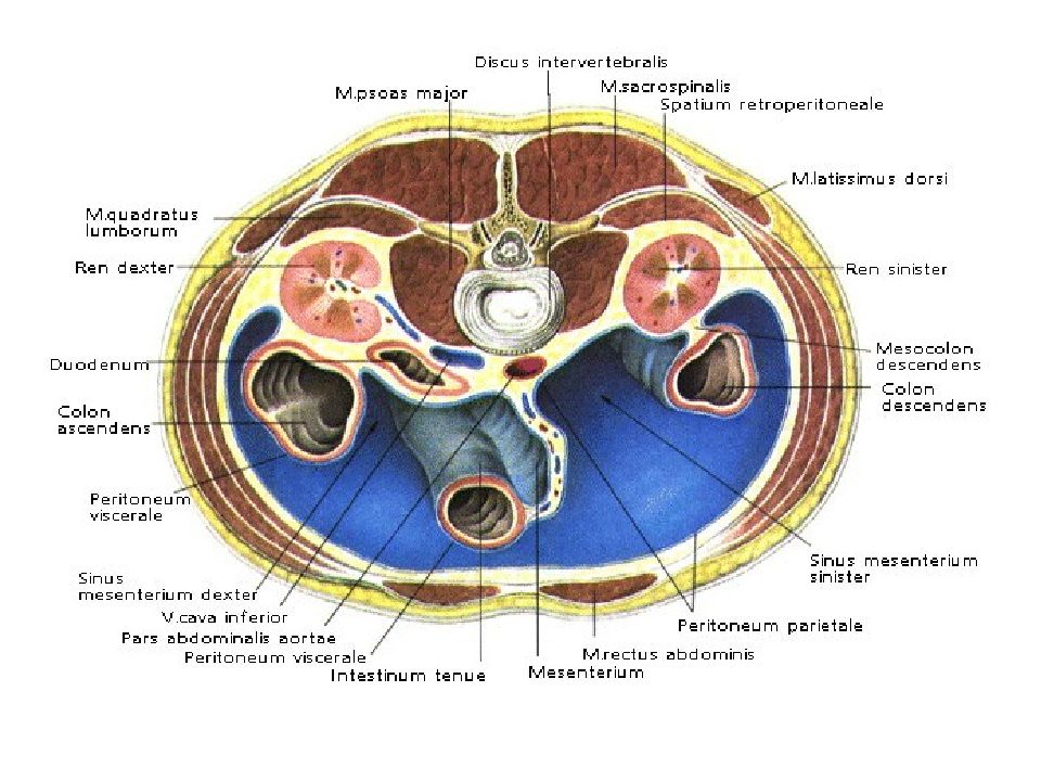 Органы забрюшинного пространства. Топография забрюшинного пространства схема. Горизонтальный разрез брюшной полости. Фасции забрюшинного пространства схема Стромберга. Поперечный срез брюшной полости.