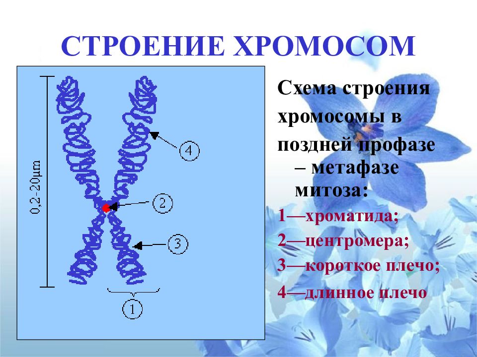 Схема строения хромосомы