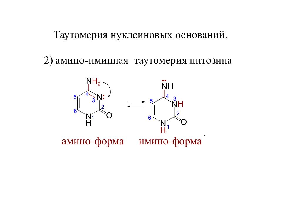 Таутомерия аденина. Амино иминная таутомерия Тимина. Амино иминная таутомерия гуанина. Лактим-лактамная таутомерия нуклеиновых оснований. Амино иминная таутомерия аденина.