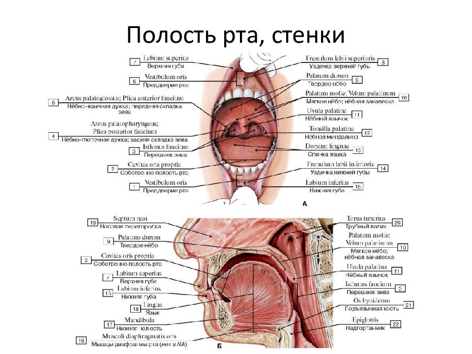 Стенки рта