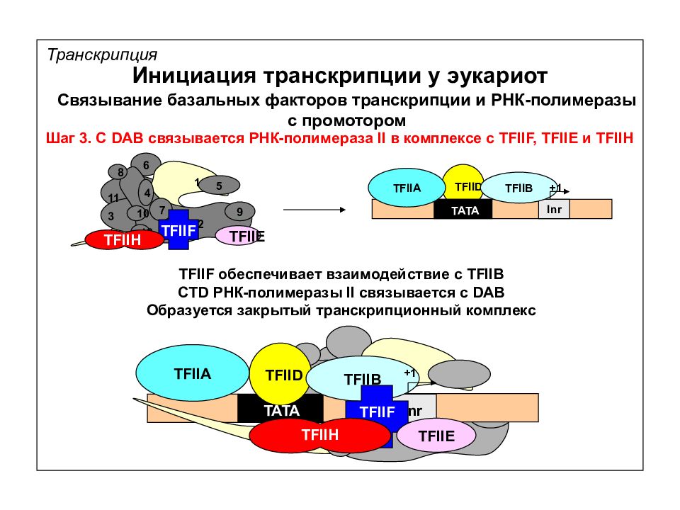 Инициация в 1с. Инициация транскрипции у эукариот. Транскрипционные факторы эукариот. Факторы транскрипции эукариот. Инициация транскриптов у эукариот.