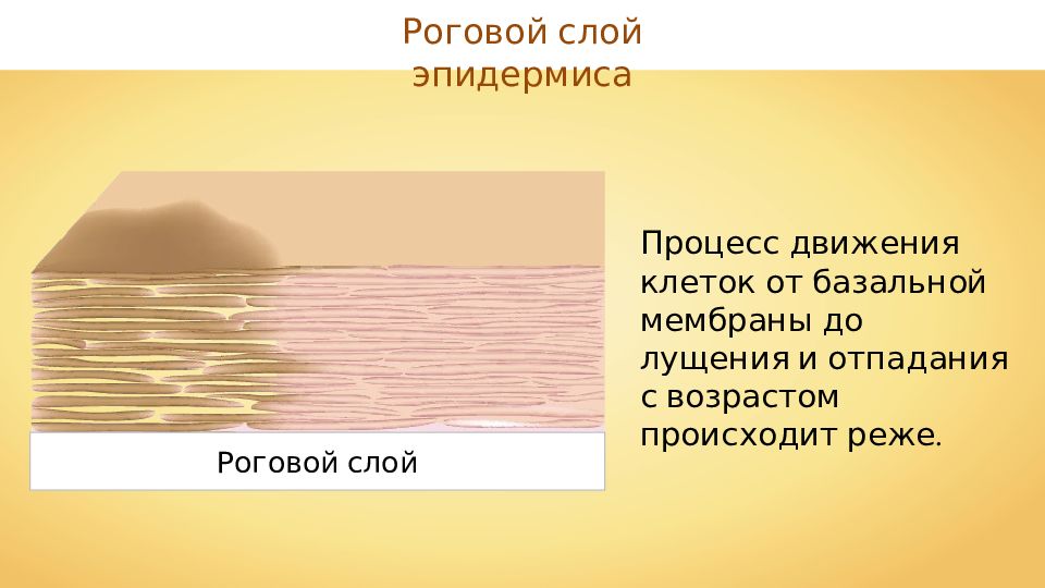 Роговая кожа. Роговой слой эпидермиса кожи человека. Ростовой слой кожи. Ростовой слой эпидермиса. Слой кожи роговой слой.