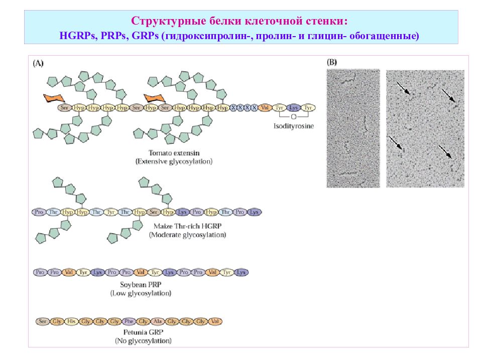 Grps. Структурированный белок это. Структурные белки. Глицин пролин гидроксипролин.