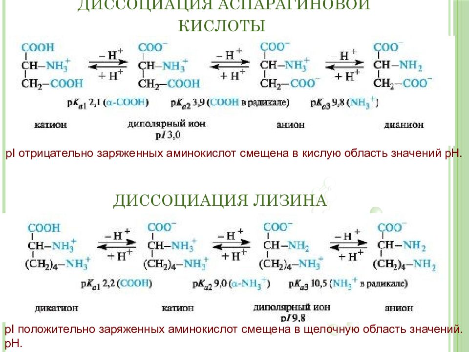 Презентация хим свойства белков