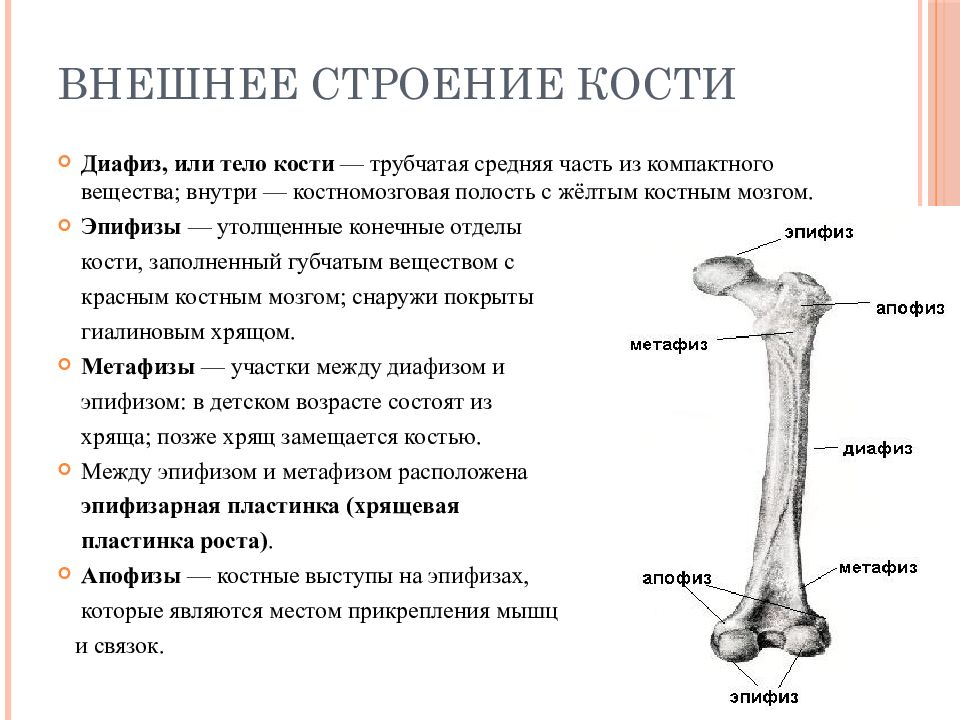 Строение кости взрослого человека. Трубчатая кость строение метафиз. Эпифиз диафиз бедренной кости. Кость метафиз диафиз. Трубчатая кость эпифиз диафиз метафиз.