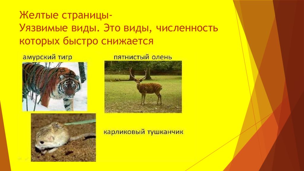 Красная книга желтые страницы животные