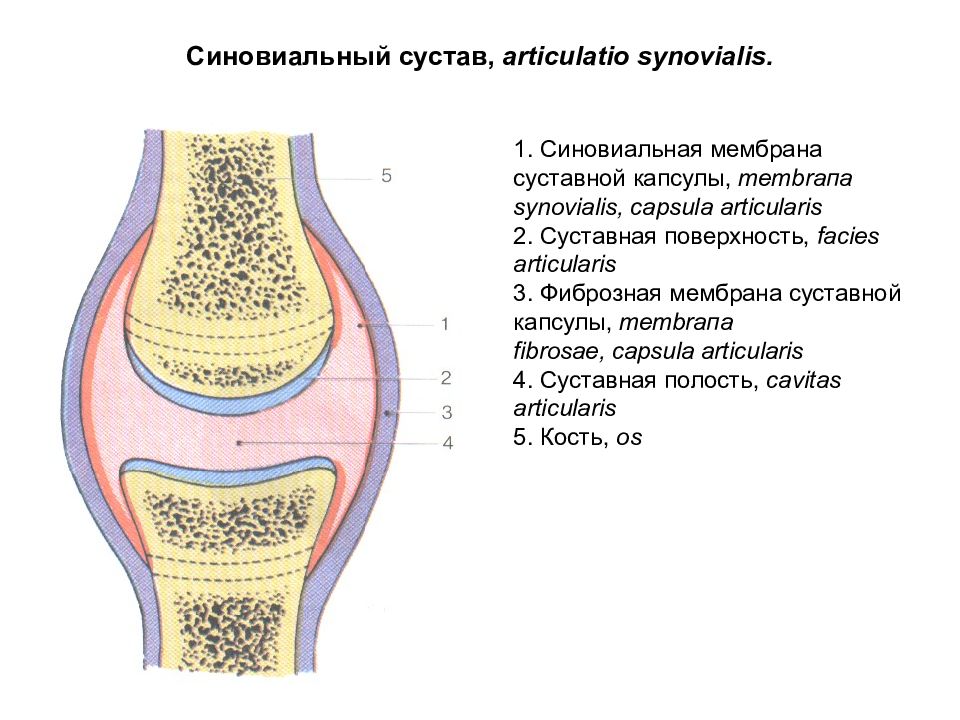 Какие структуры сустава. Фиброзная мембрана суставной капсулы. Синовиальная мембрана коленного сустава. Строение сустава синовиальная оболочка.