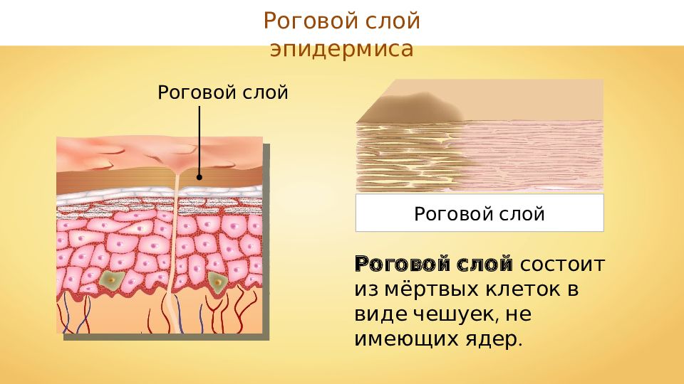 Роговой слой картинка