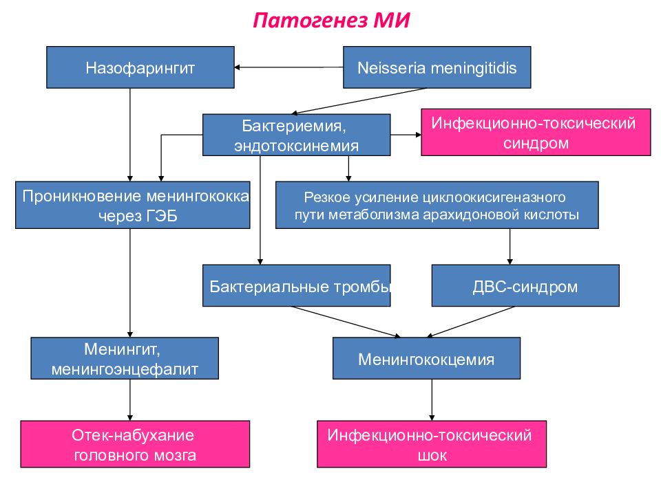 Патогенез дифтерии схема