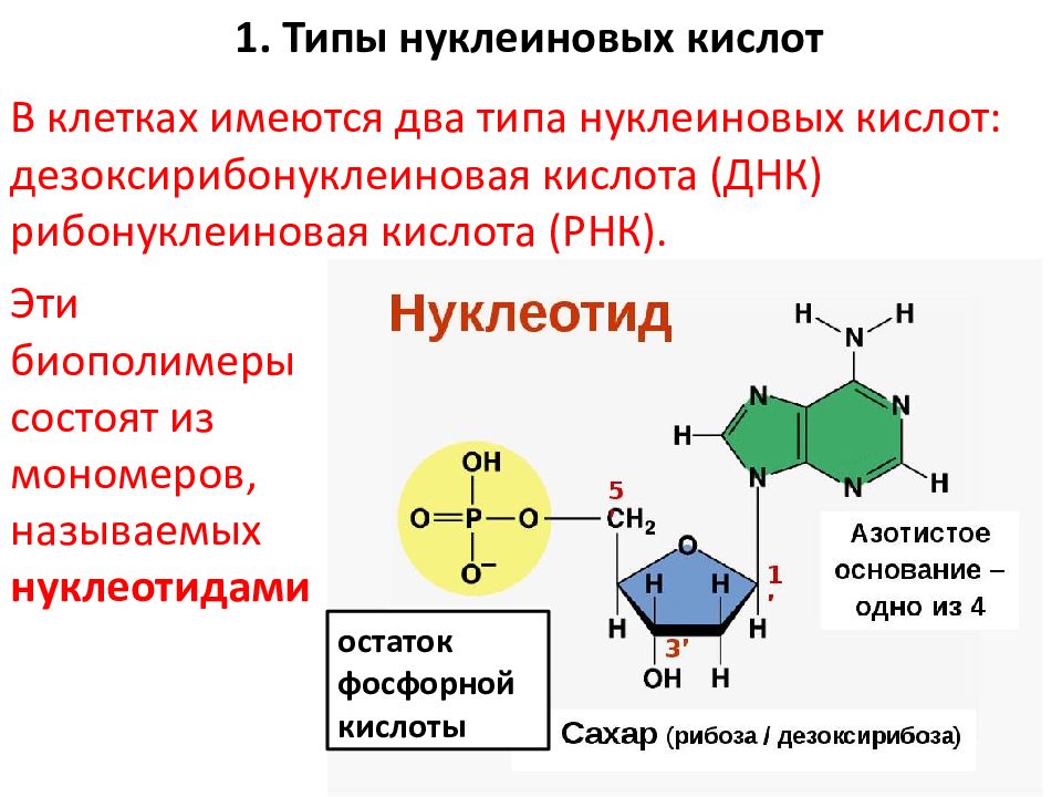 Нуклеиновые кислоты состоят из молекул