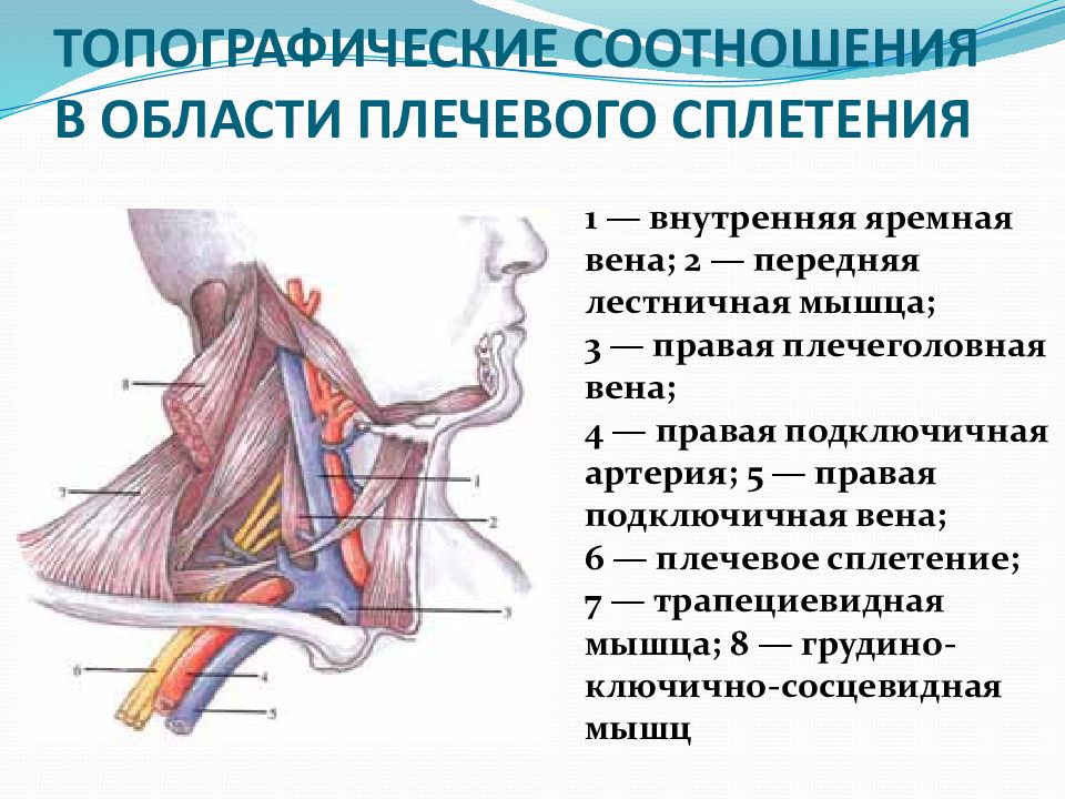 Подключичная артерия презентация