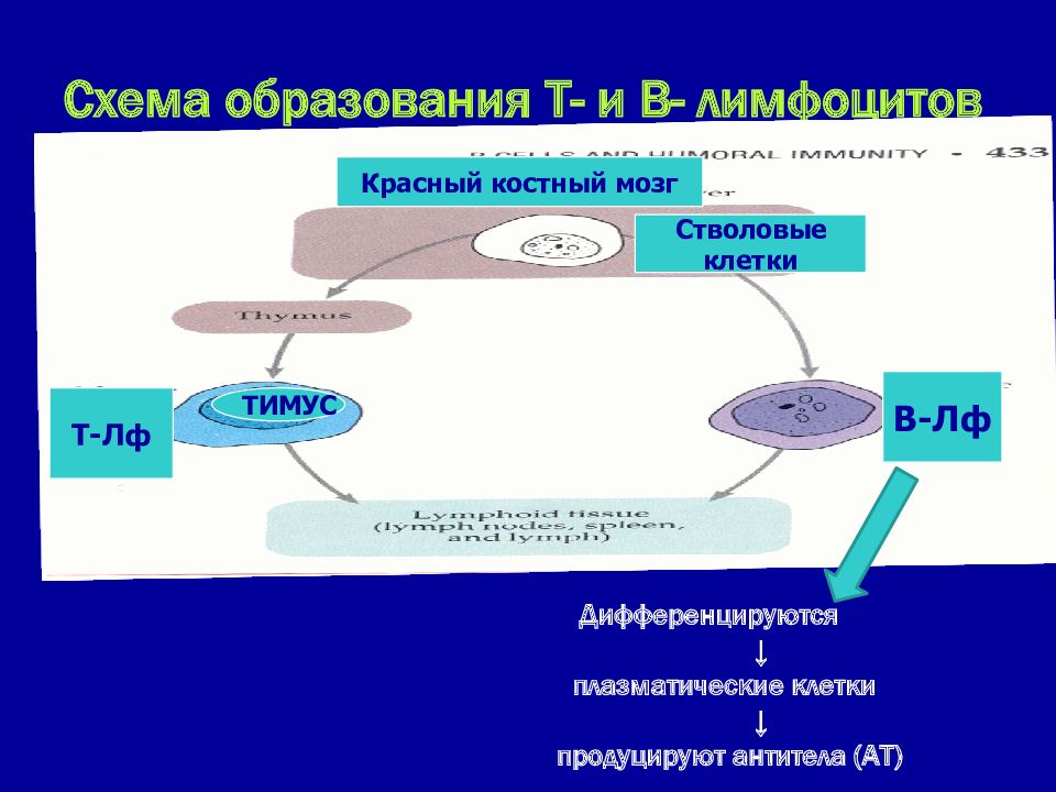 Образование т. Схема образования т и в лимфоцитов. Схема образования т и в лимф. Образование лимфоцитов в костном мозге. Антитела образуют т лимфоциты.