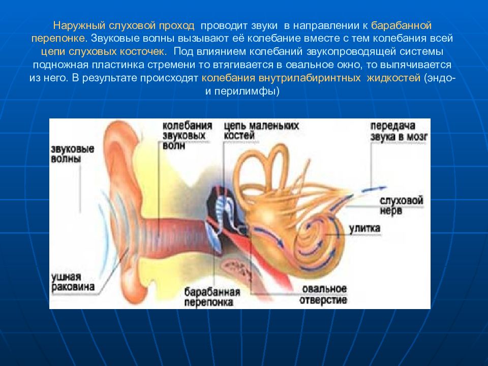 Какой цифрой на рисунке обозначена часть слухового анализатора превращающая звуковые колебания в