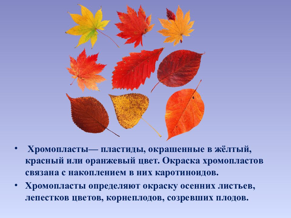 Отчего изменяется окраска листьев. Лист окрашенный в осенние цвета. С чем связана желто-красная окраска осенних листьев. Желтая окраска листьев. Осенью листочки окрашиваются в желтый цвет.