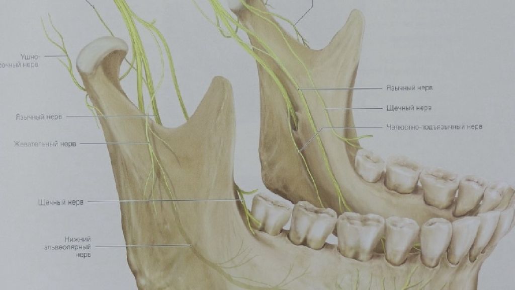 Нижнечелюстной нерв. Альвеолярный нерв нижней челюсти. Анатомия нижней челюсти нерв. Альвеолярный нерв верхней челюсти. Нервы нижней челюсти анатомия.