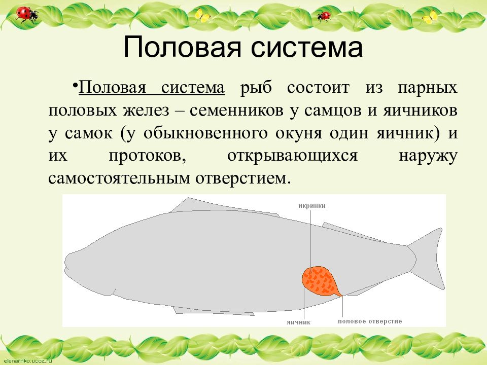 Половая система рыб. Внутреннее строение рыбы. Внутреннее строение рыбы 7 класс. Надкласс рыбы план.