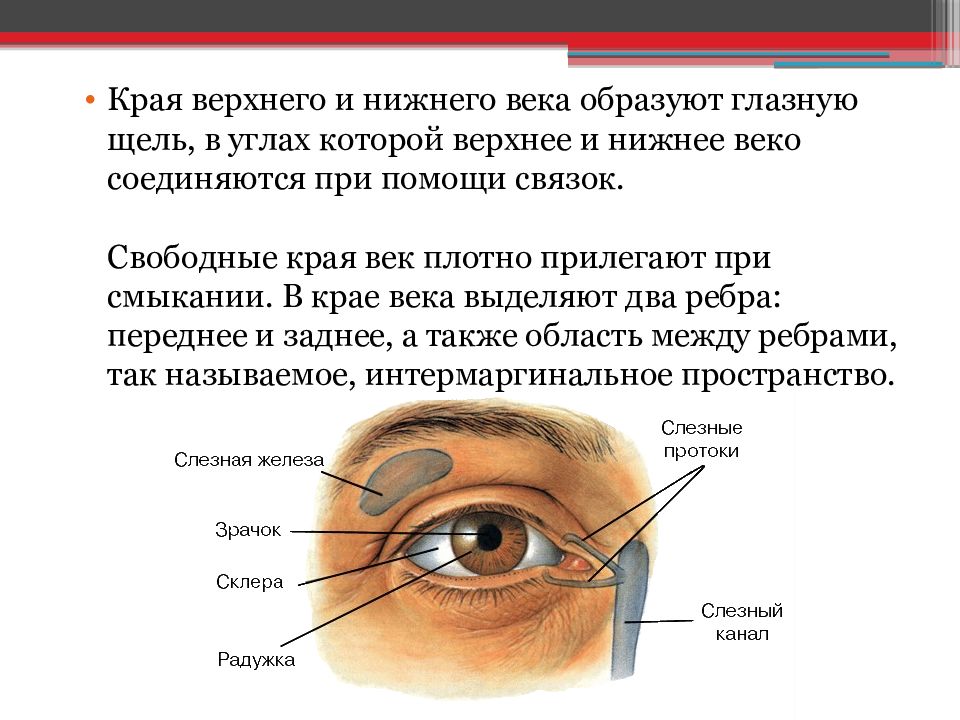 Края на верхней и нижней. Строение глаза верхнее и нижнее веко. Строение века анатомия. Как называется снизу глаза.