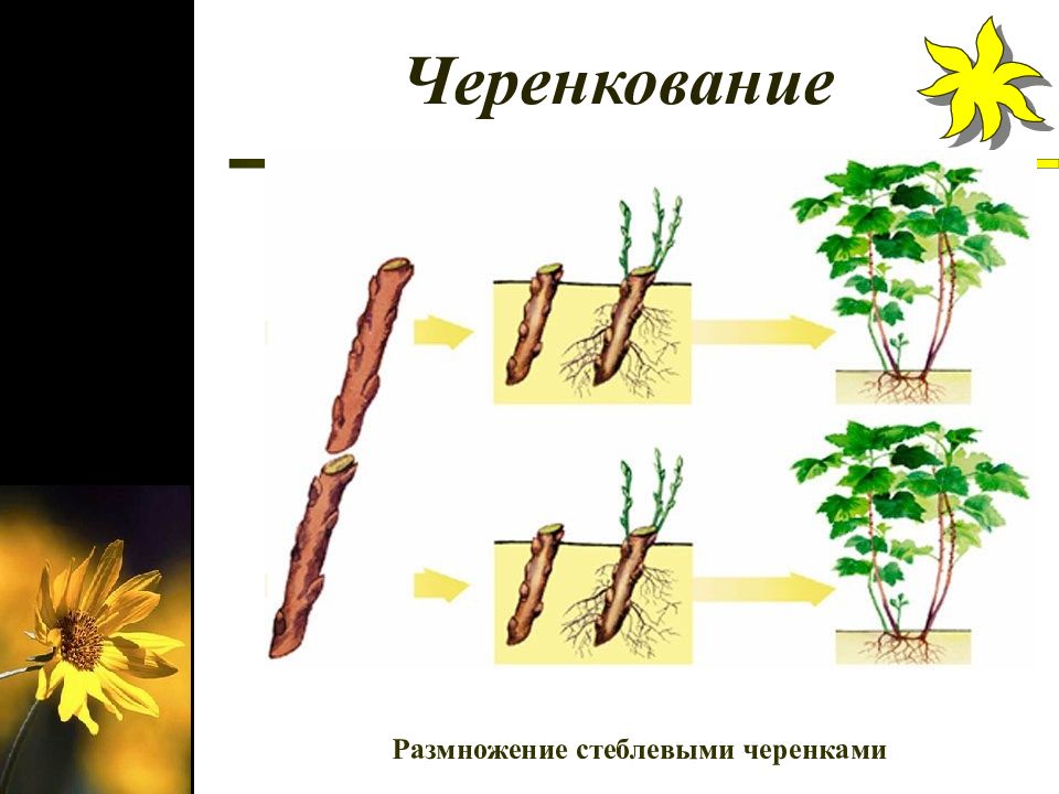 Способ размножения стеблевыми черенками