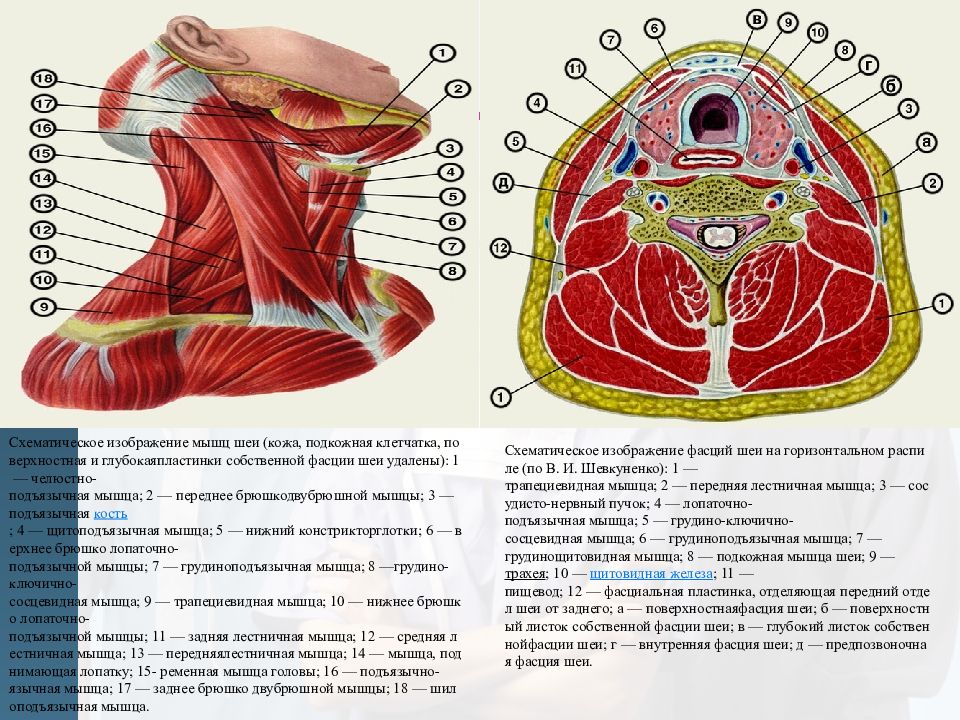 Шейная фасция. Послойное строение шеи топографическая анатомия. Фасции шеи на поперечном разрезе. Топографическая анатомия шеи фасции шеи. Поперечный срез шеи топографическая анатомия.