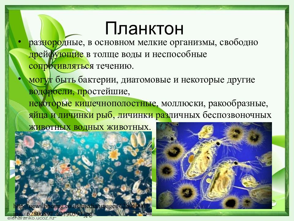 Мельчайшие организмы. Планктон разнородные мелкие организмы. Организмы, свободно дрейфующие в толще воды.. Мельчайшие организмы в воде. Приспособления планктонных организмов.