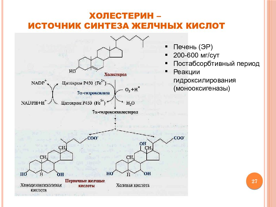 Схема синтеза желчных кислот