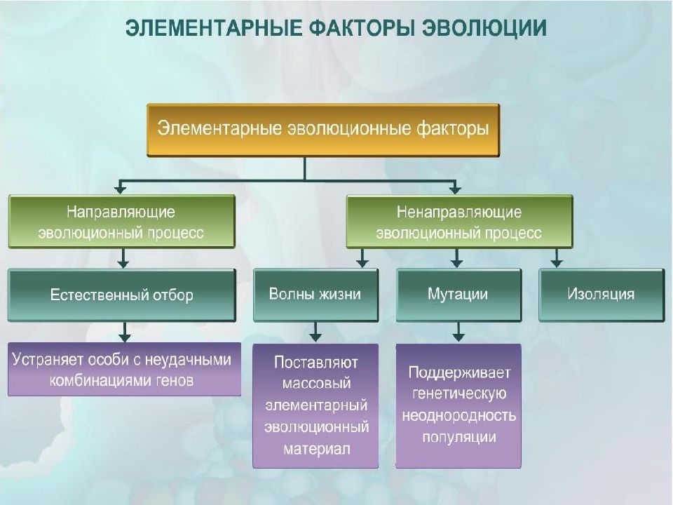 Направленные факторы. Направляющие факторы эволюции. Элементарный эволюционный материал. Факторы эволюции человека таблица. Естественный отбор направляющий фактор эволюции.