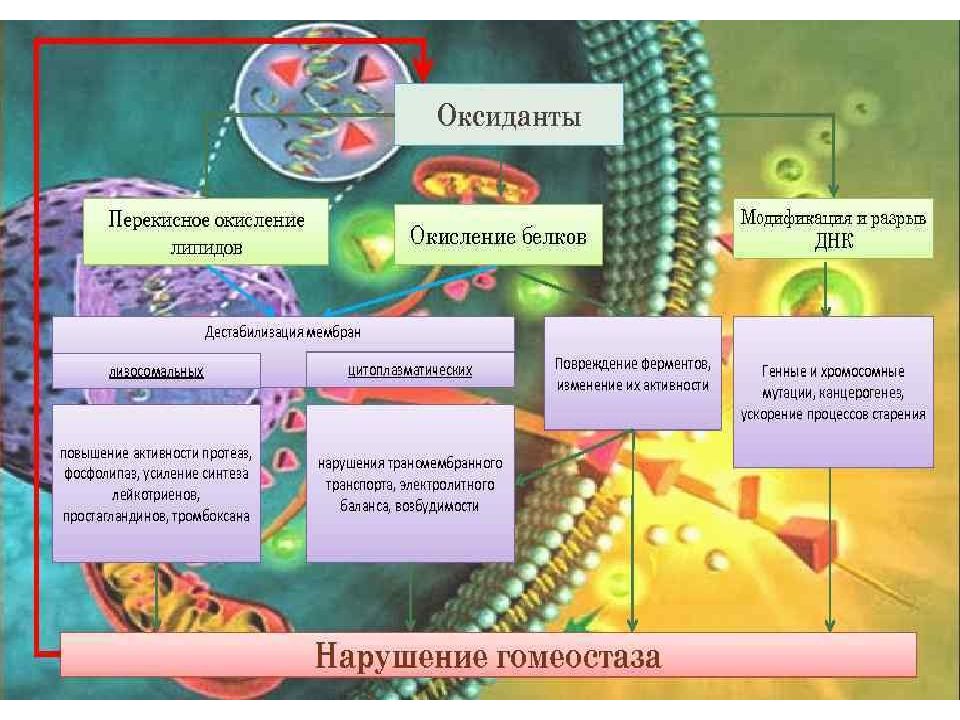 Обеспечивает модификацию продуктов биосинтеза. Механизм Мак Мурри.