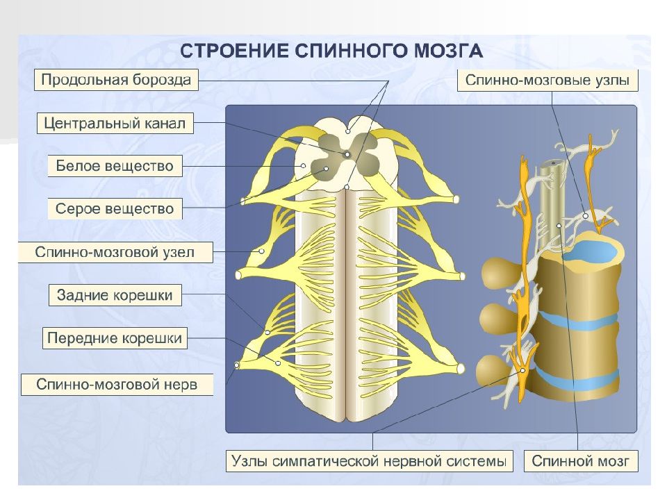 Нервная система 7 класс биология презентация