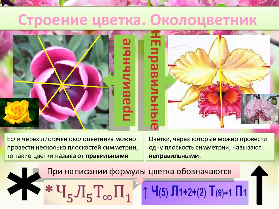 Цветки через которые можно провести несколько плоскостей. Цветки через которые можно провести несколько плоскостей. Плоскость симметрии цветка. Цветки через которые можно провести несколько плоскостей. Составление формулы цветка.